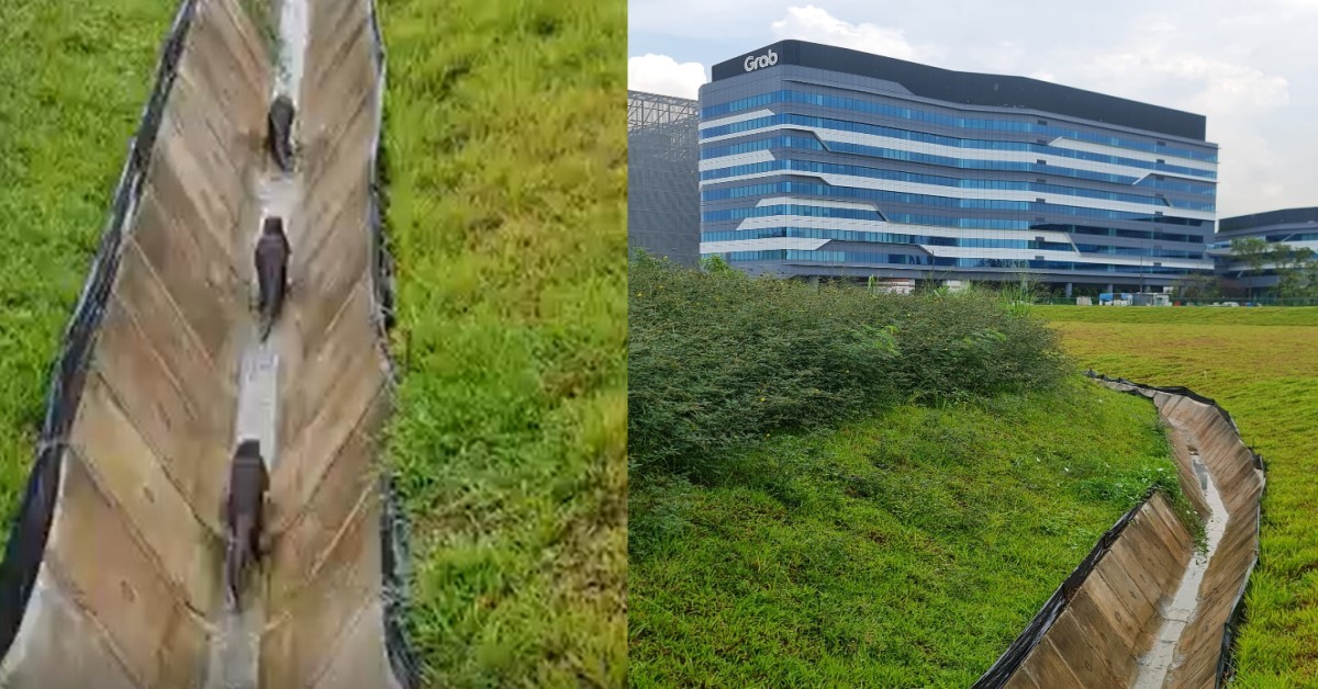 OTTERS LOST THEIR WAY, SEEN MOVING IN DRAIN ACROSS AYER RAJAH EXPRESSWAY NEAR GRAB