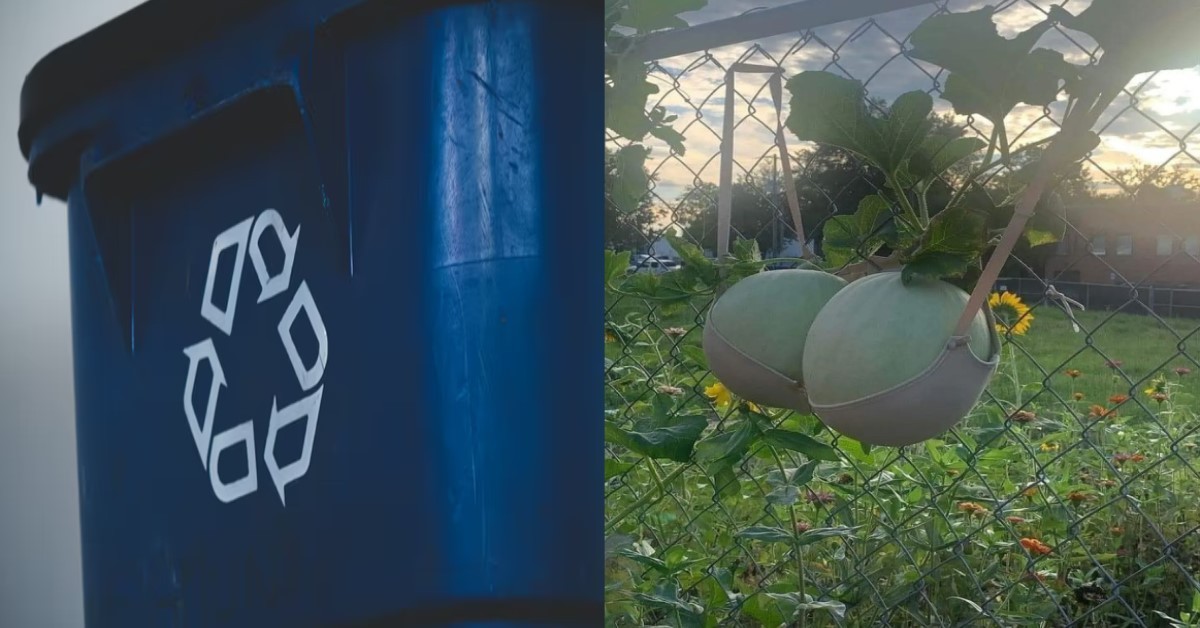 NETIZEN RECYCLE BRA FOR PLANTING MELONS, BRINGS RECYCLING TO THE NEXT LEVEL