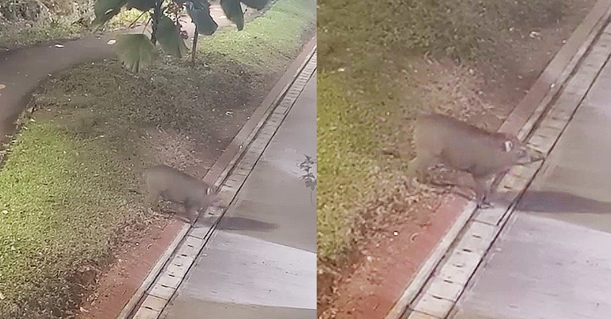 WILD BOAR WAITING FOR RESIDENT THROW FOOD FROM WINDOW TO FEED
