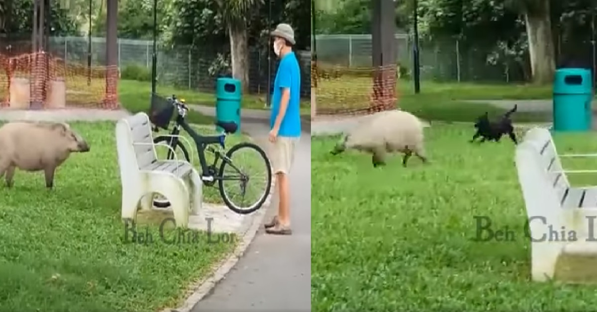 STRAY DOG PROTECTS MAN FROM WILD BOAR AT PASIR RIS PARK