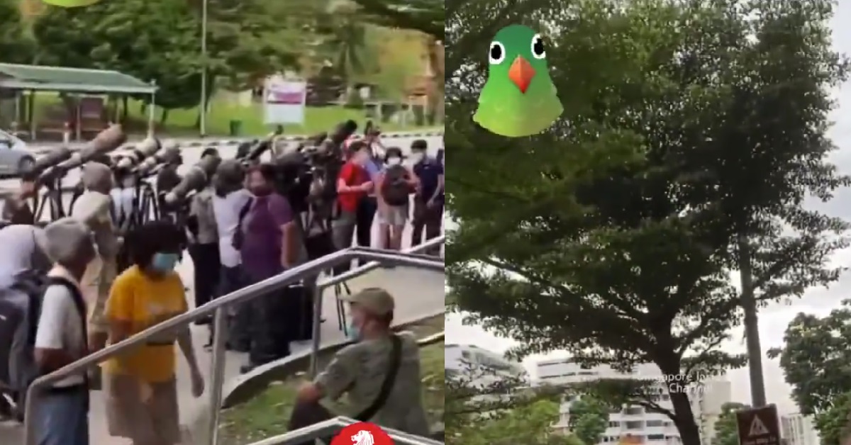 HUGE CROWD GATHERED TO WATCH BIRDS IN TREE, NO SOCIAL DISTANCING