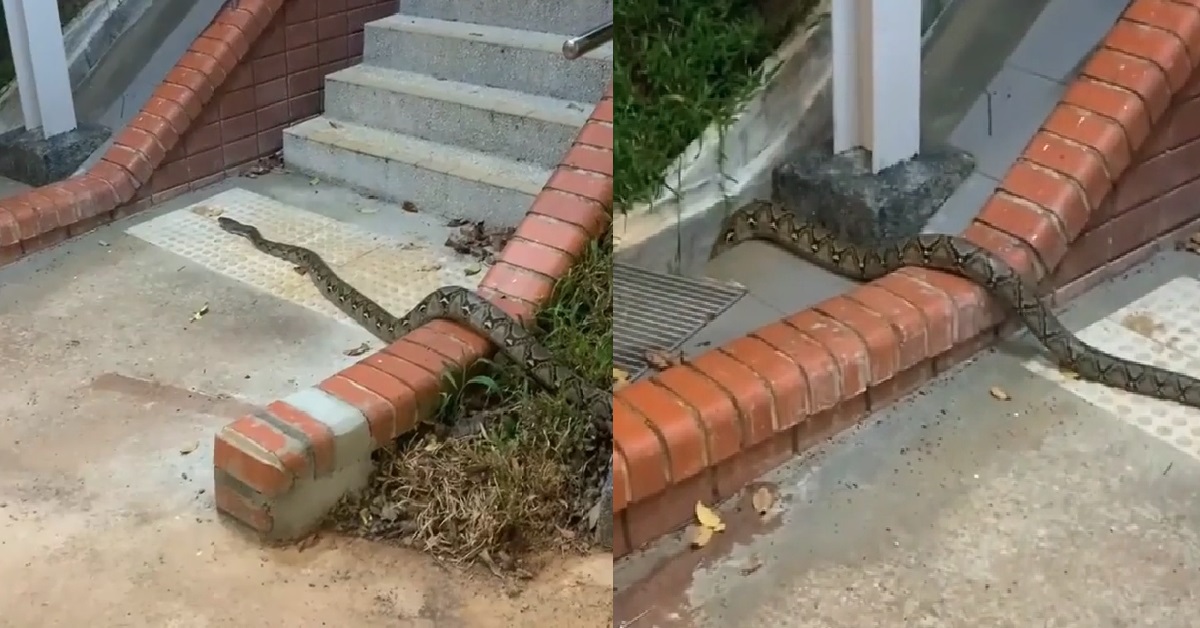 LARGE PYTHON SEEN TAKING A STROLL AROUND BUKIT MERAH ESTATE