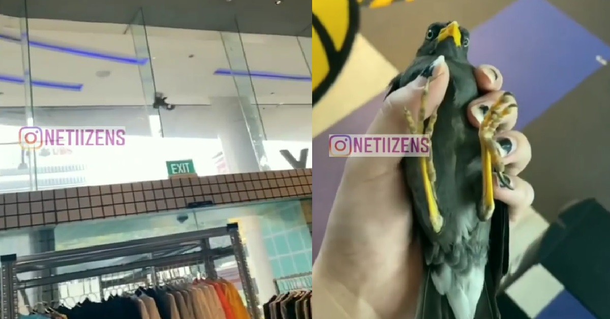 BIRD FLEW INTO SHOPPING MALL, GUY CATCHES IT WITH HIS HANDS