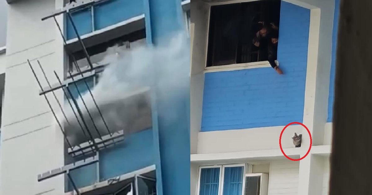 CAT RESCUED FROM 10TH-FLOOR BEDOK HDB AFTER FIRE BROKE OUT