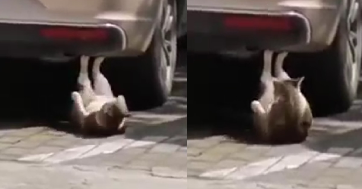 CAT DOING SIT UPS WITH CAR, PROBABLY FITTER THAN YOU
