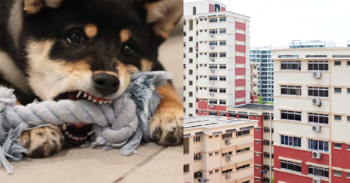 WOMAN BLACKMAILED MAN, SAYS HIS DOG BIT HER – WANTS MONEY