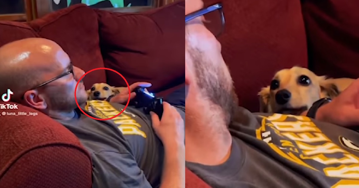 CUTE DOG WATCHES ITS DADDY LOVINGLY WHILE HE PLAYS GAMES