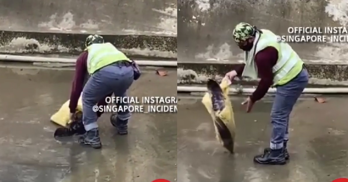 WORKER CAUGHT A GIANT TOMAN FISH IN CANAL BIGGER THAN HIS HEAD