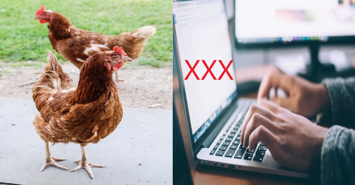 PREGNANT LADY SATISFIES HUSBAND BUT STILL CATCHES HIM LOOKING FOR CHICKEN