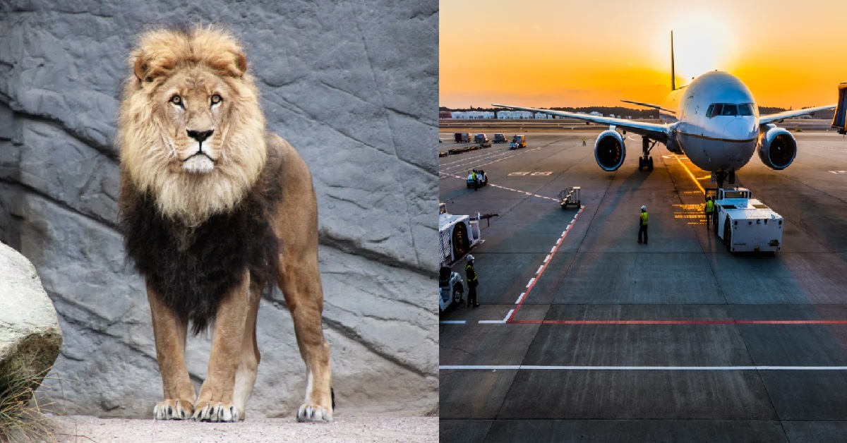 TWO LIONS BROKE FREE & ESCAPED FROM CONTAINER AT CHANGI AIRPORT