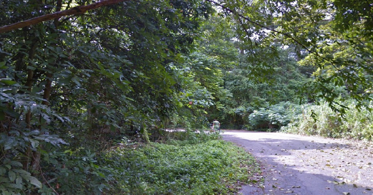 WOMAN KILLED AFTER CONCRETE SLAB FELL ON HER IN FOREST @ UPPER BUKIT TIMAH