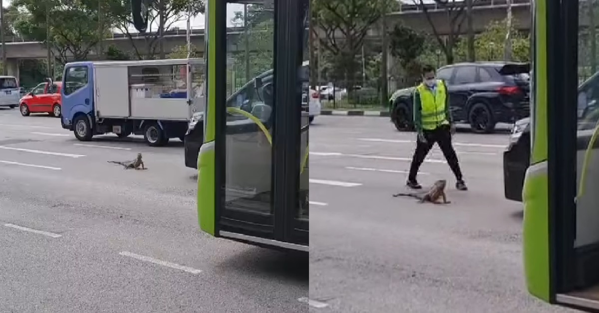 KIND-HEARTED BUS DRIVER STOPS BUS TO HELP IGUANA CROSS THE ROAD SAFELY