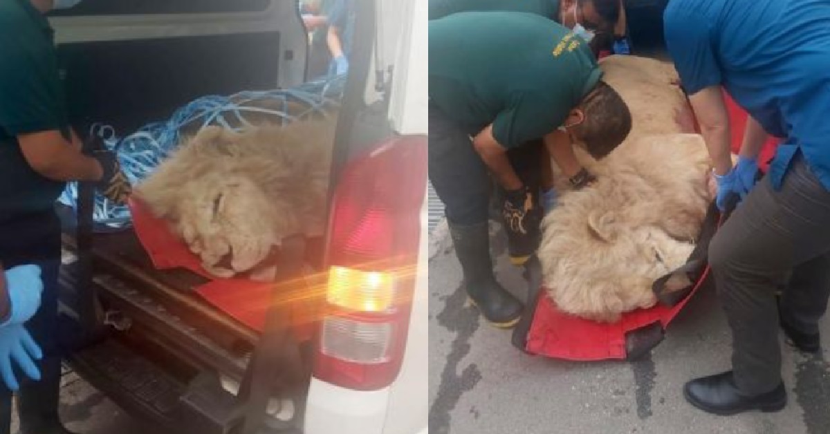 LIONS THAT ESCAPED AT CHANGI AIRPORT NOW RECOVERED FROM SEDATION