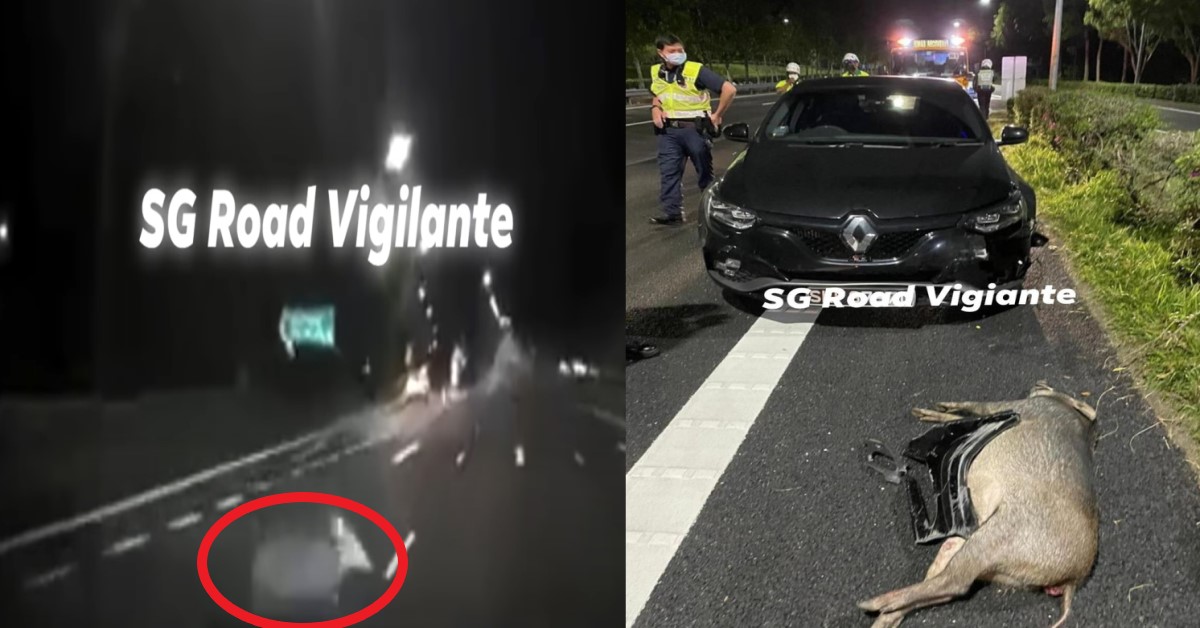 “JAYWALKING” WILD BOAR HIT BY CAM CAR ON KJE