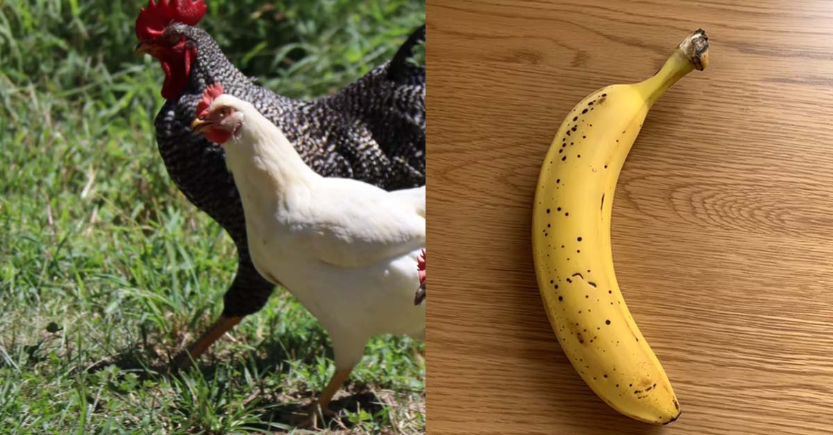 WIFE WANT PULL HUBBY HAIR AFTER CATCHING HIM CHEAT WITH “CHICKENS”