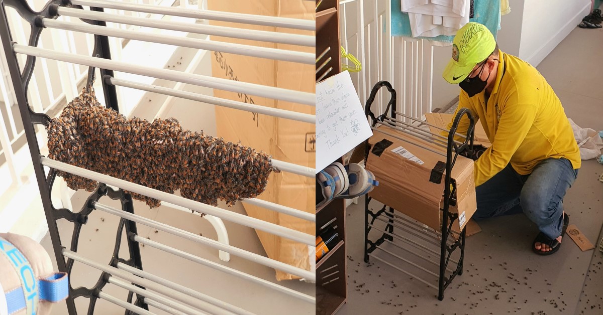 SWARM OF BEES SETTLED ON SHOE RACK, NETIZEN OPTS TO RE-SETTLE THEM