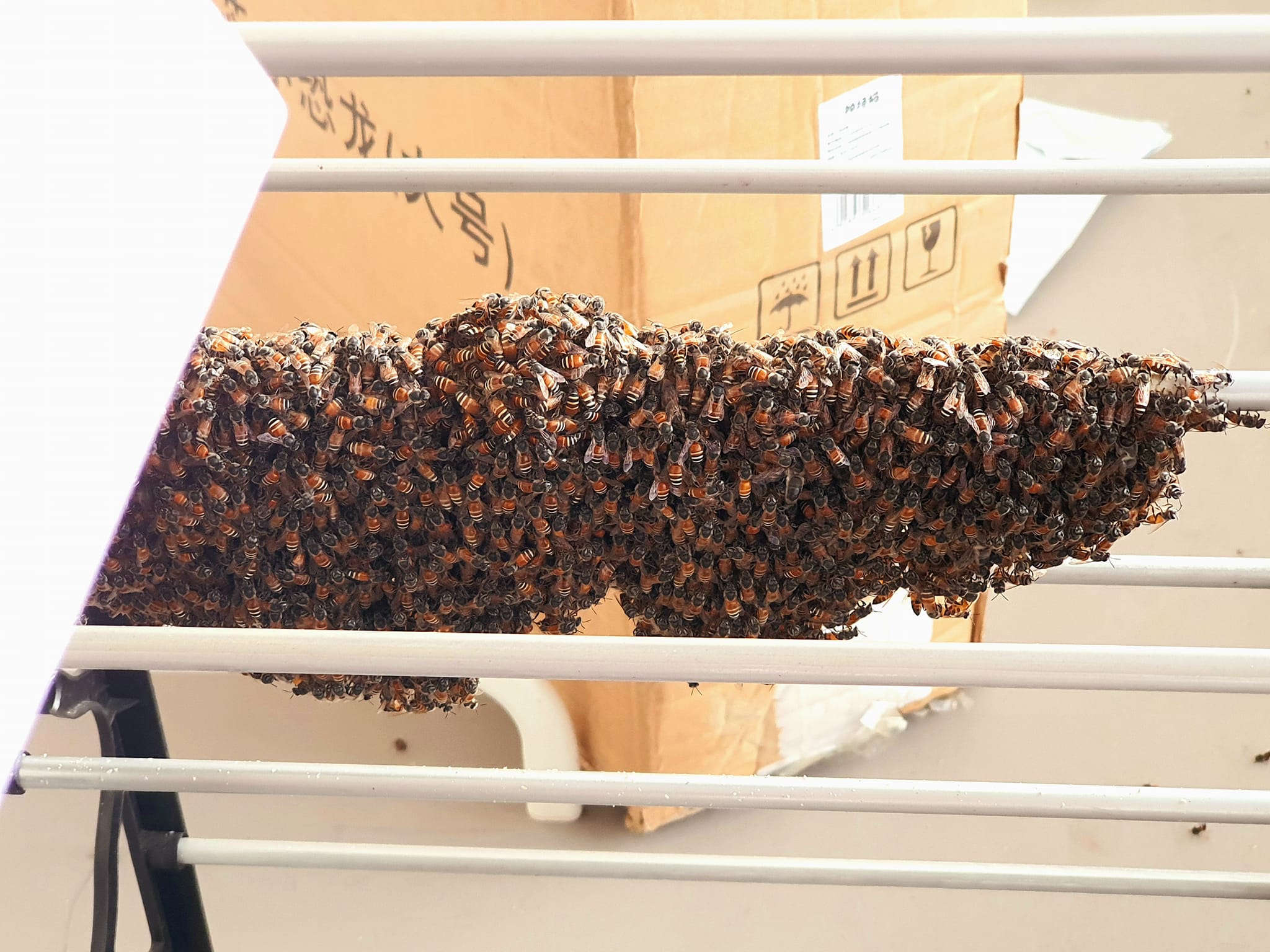 SWARM OF BEES SETTLED ON SHOE RACK, NETIZEN OPTS TO RE-SETTLE THEM