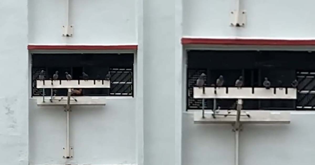 WOMAN FEEDS PIGEONS AT AMK FLAT, BIRD POOP EVERYWHERE