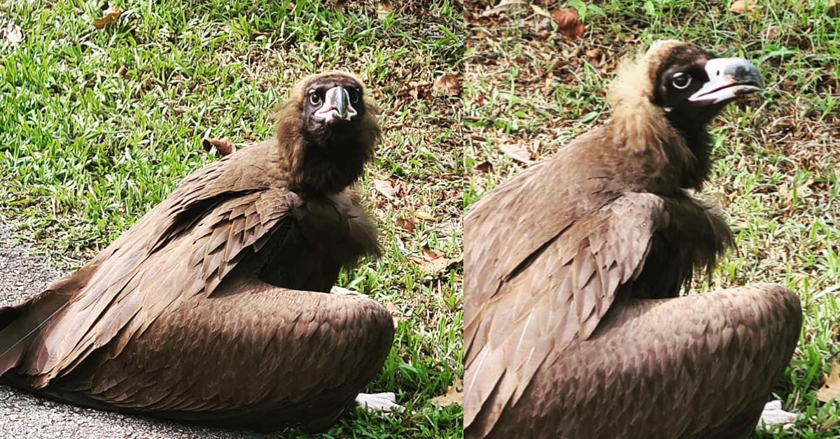 INJURED VULTURE AT HOLLAND RD NPARKS RESCUES THE MAGNIFICENT BIRD