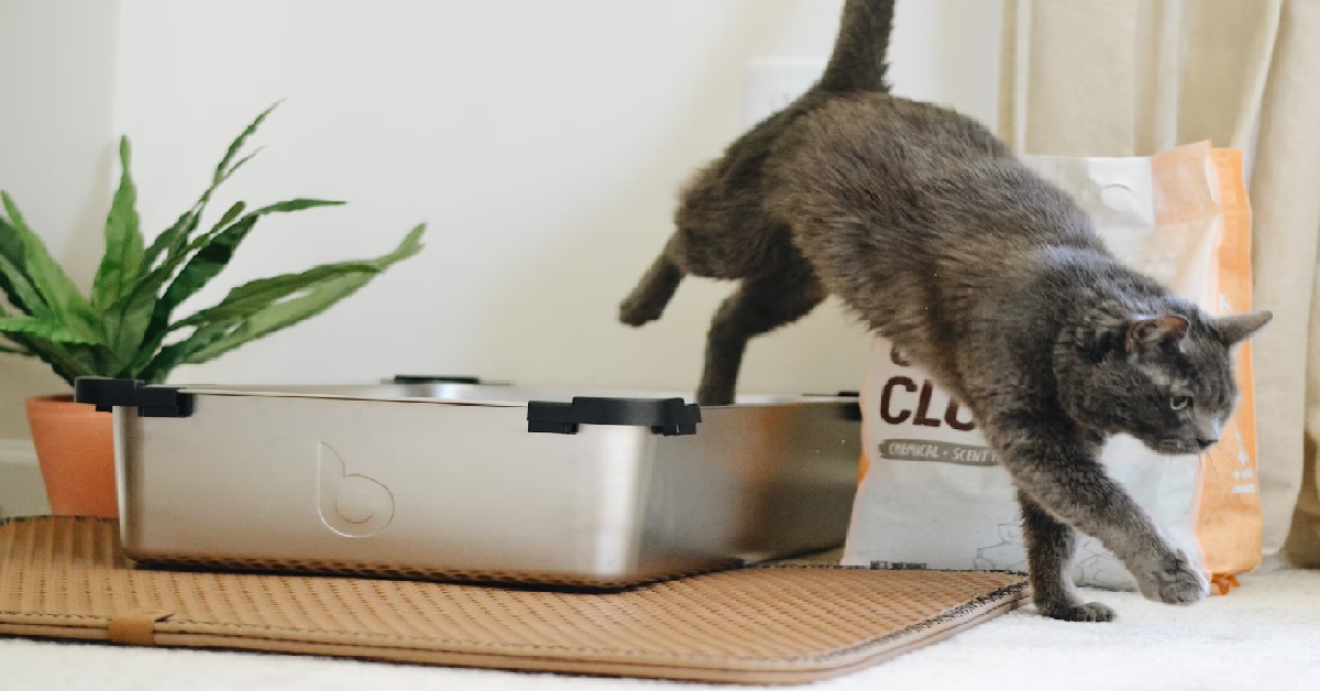 GIRL URINATES INSIDE CAT LITTER TRAY BECAUSE BF TOOK TOO LONG INSIDE TOILET