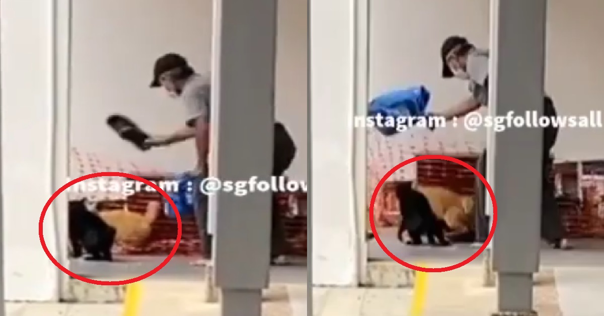 MAN SEEN BEATING STRAY CATS WITH SHOE AND BAG AT A HDB VOID DECK