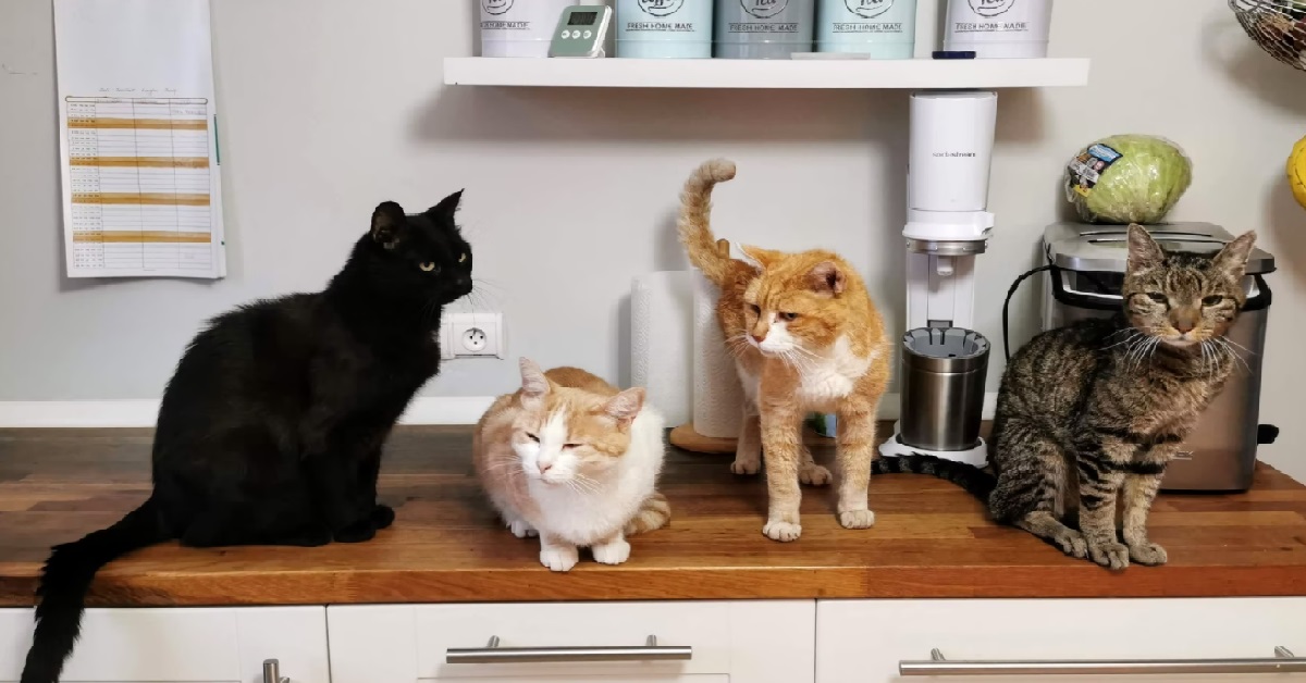 GIRL CAN’T STOP TALKING ABOUT CATS ON DATE, GUY GOES TO HER HOUSE & SEES 20 CATS