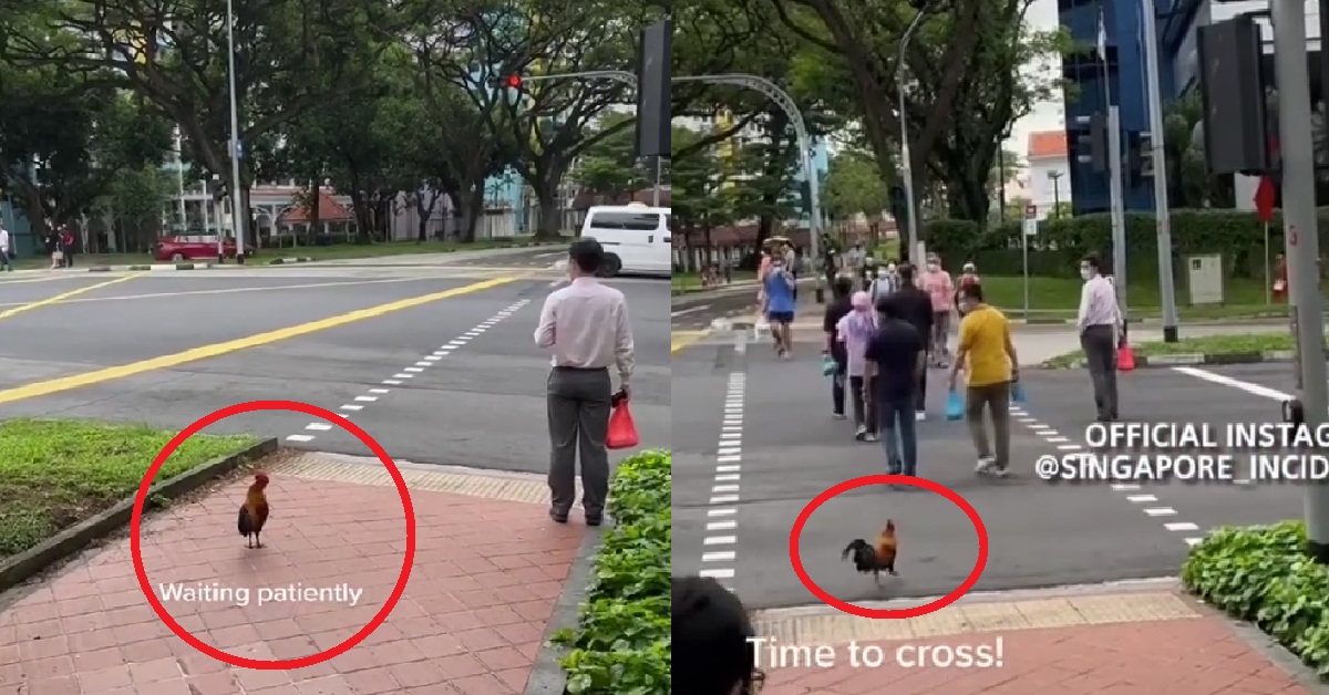 CHICKEN STOPS AT TRAFFIC LIGHT, THEN CROSS THE ROAD WHEN LIGHTS TURN GREEN