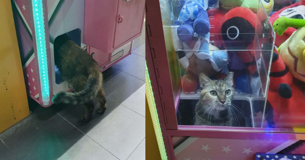 CAT CLIMBS INTO CLEMENTI CLAW MACHINE TO FIND HIS WARM FRIENDS