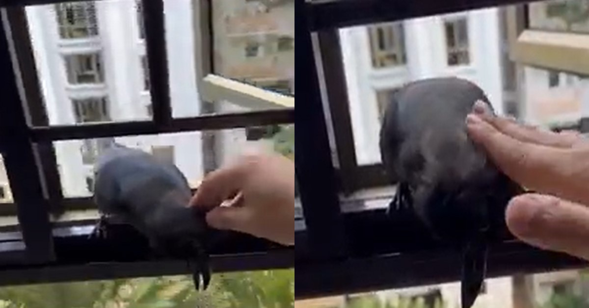 GUY BEFRIENDS CROW THAT FLIES TO ITS PLACE & STROKES IT LIKE A CAT