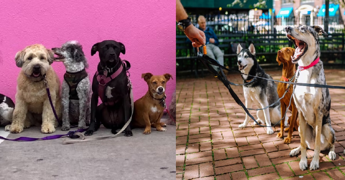 WOMAN REFUSED TO TAKE CARE OF AUNT’S DOG WHILE SHE GOES ON TRIP
