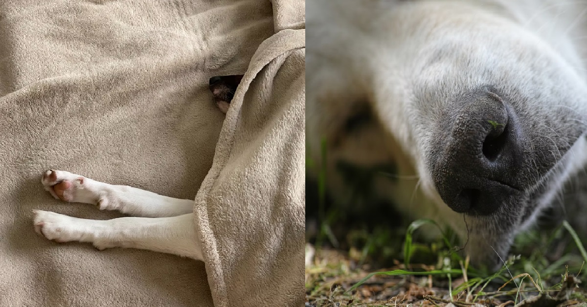 GIRL’S 12-YEAR-OLD SICK DOG IS GETTING PUT DOWN, SHE IS HEARTBROKEN