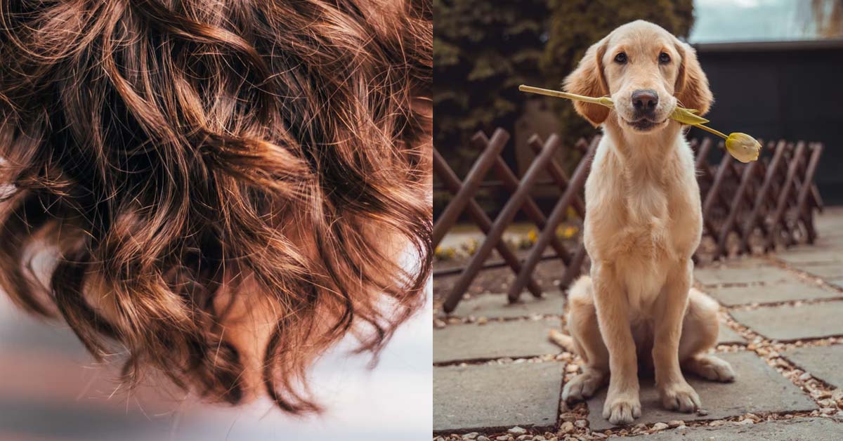 WIFE SHEDS ALOT OF HAIR LIKE A DOG, HUSBAND WANT TO SHAVE HER BOTAK