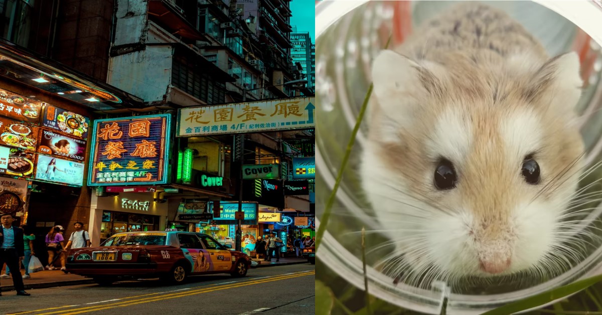 HK: PEOPLE WHO TRY & SAVE HAMSTERS FROM CULLING WILL BE DEALT WITH