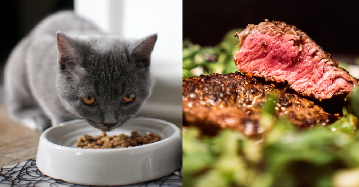 VEGAN GF WANTS TO GET RID OF GUY’S CAT, BECAUSE THE CAT EATS MEAT