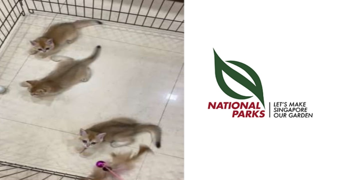 58 Y.O WOMAN SUSPECTED OF ILLEGAL BREEDING AFTER AVS SEIZES 29 CATS