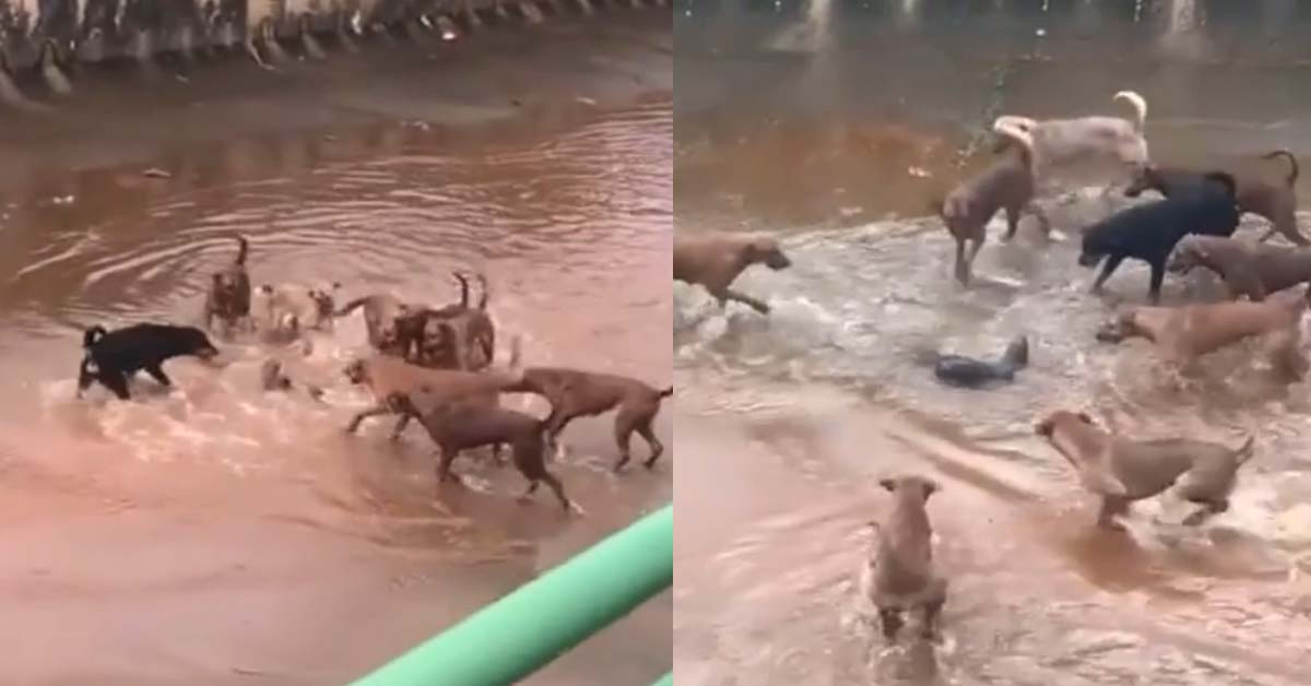 1 OTTER FIGHT AGAINST 9 WILD DOGS IN LONGKANG