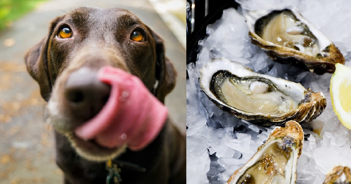 GUYS SAYS HE IS ADDICTED TO THE SMELL AND TASTE OF HIS GF’S “OYSTERS”