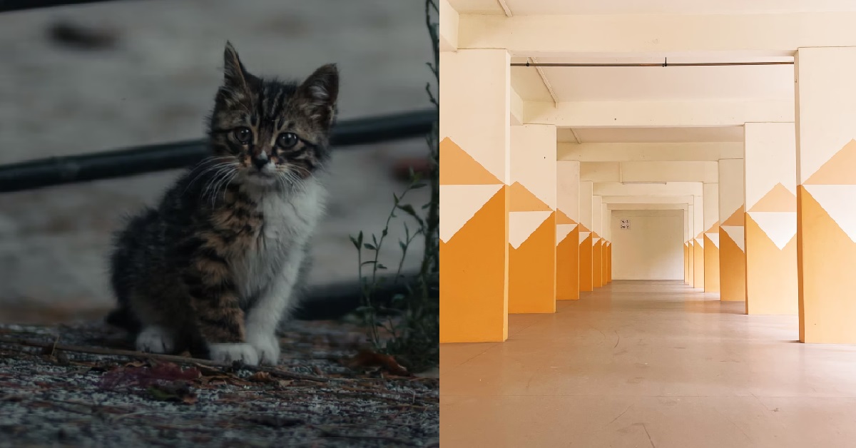GIRL STRESSED BECAUSE STRAY CAT “STALKED” HER, ASKS IF CATS CAN SMELL FEAR