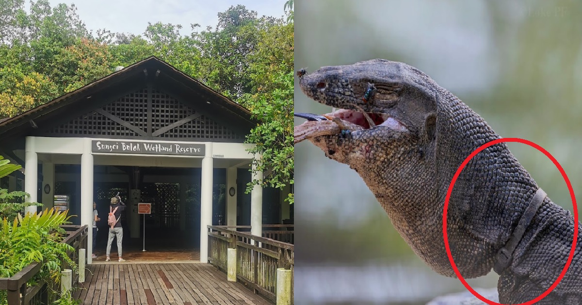 MONITOR LIZARD FOUND WITH CABLE TIE AROUND ITS NECK @ SUNGEI BULOH