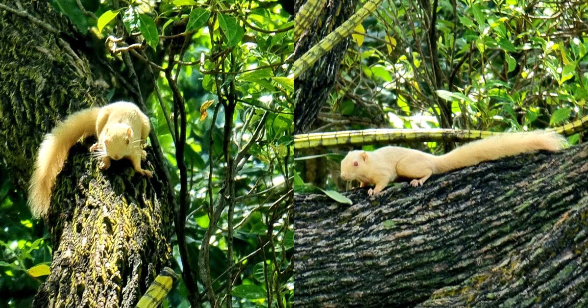 EXTREMELY RARE ALBINO SQUIRREL SPOTTED BY LOCAL HIKERS