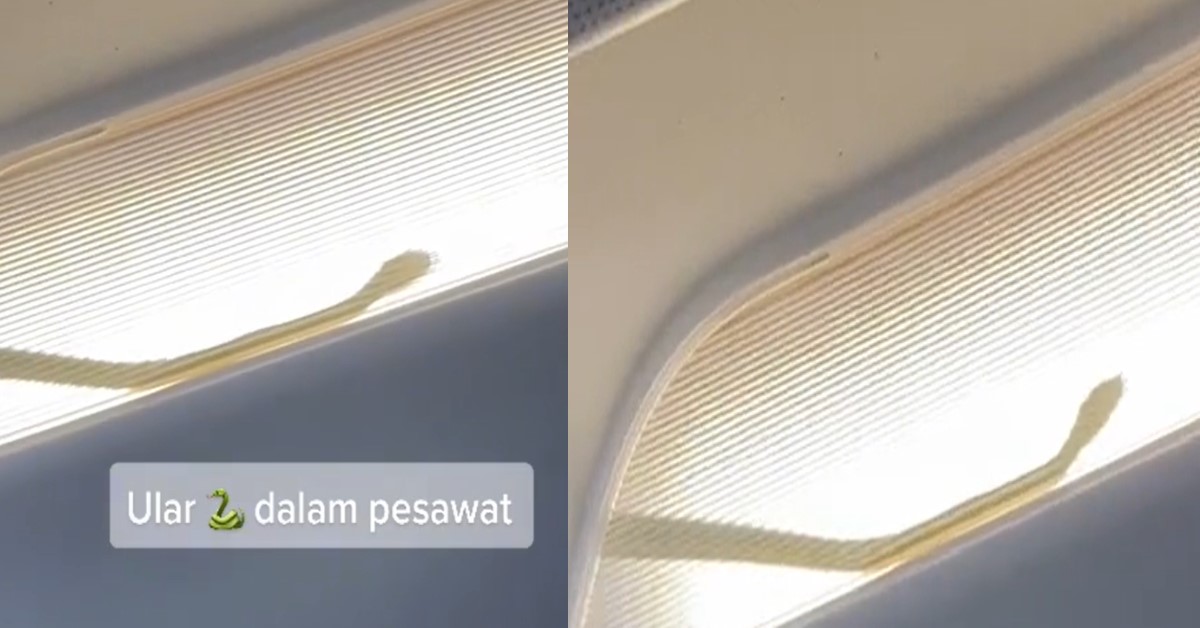 SNAKE SPOTTED ON AIRASIA FLIGHT FROM KL TO SABAH