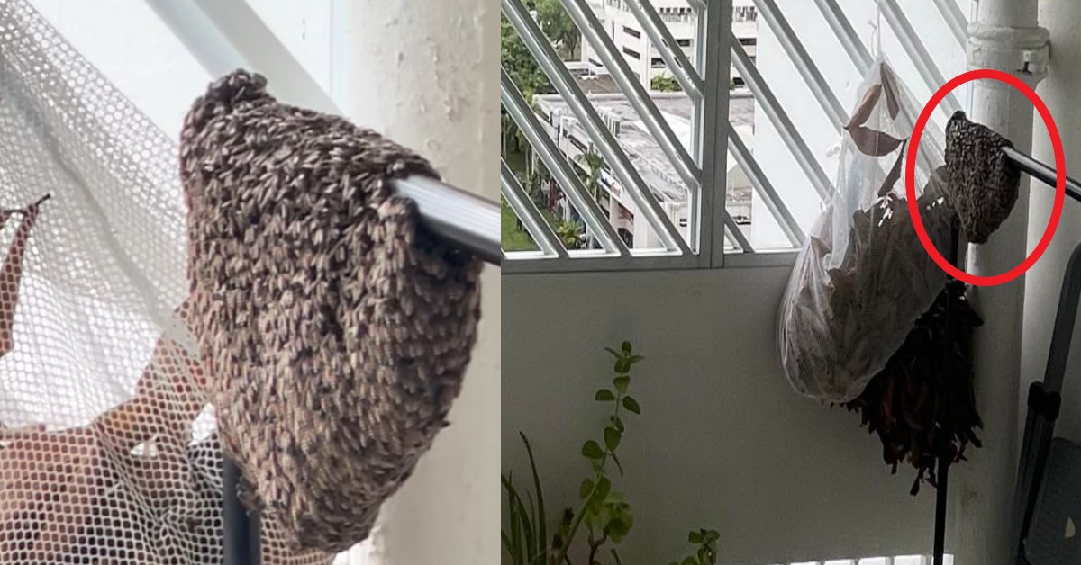 BEE COLONY IN BALCONY, NETIZEN ASKS IF CAN SPRAY BAYGON