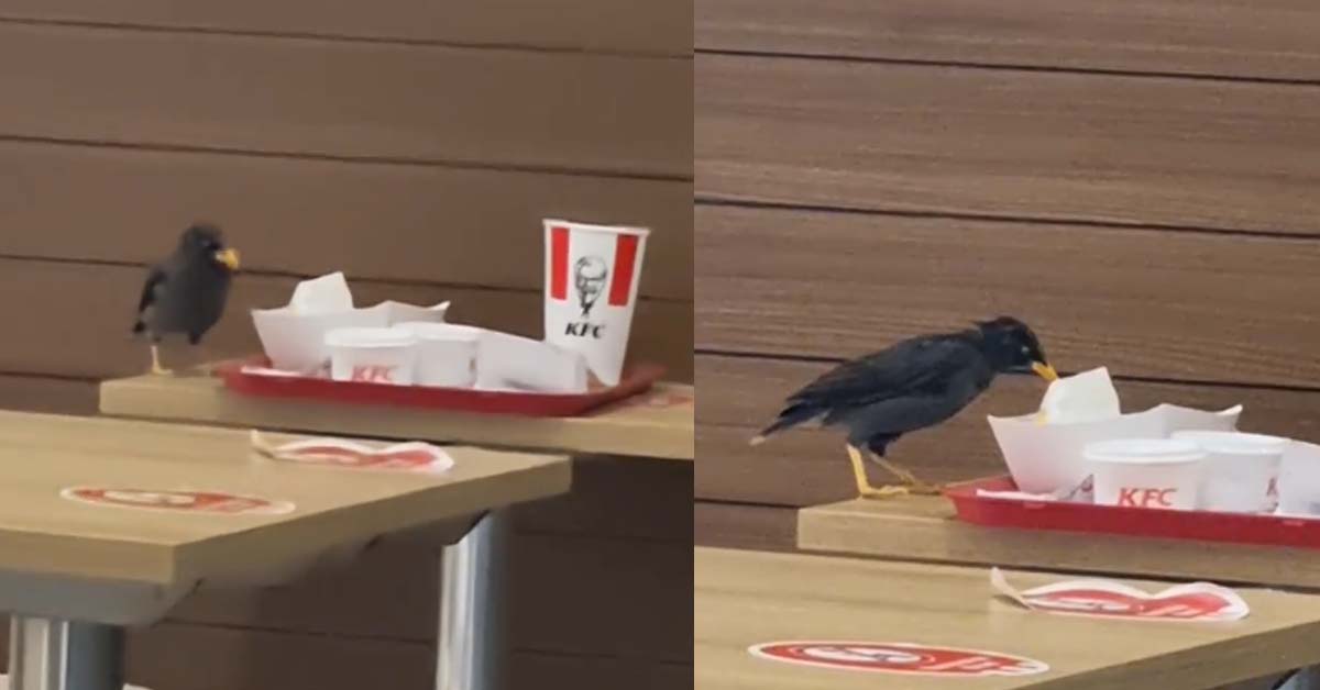 BIRDS HAVING “CHICKEN BUFFET” AT KFC OUTLET NOVENA SQUARE