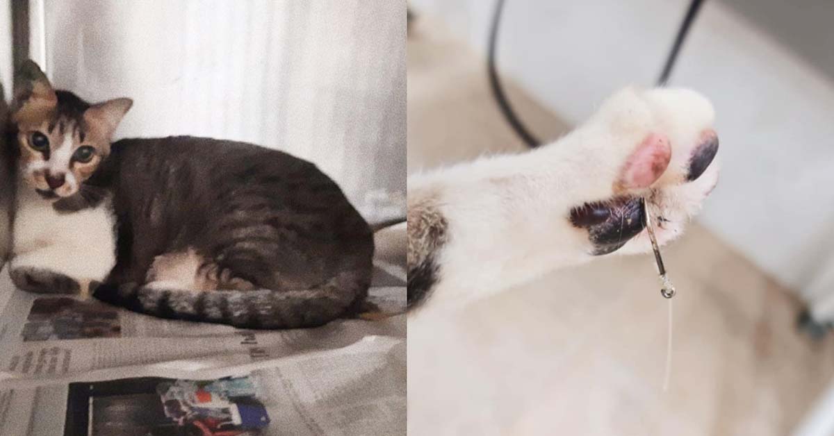 CAT FOUND WITH FISHING HOOK STUCK TO ITS PAW NEAR LAVENDER MRT