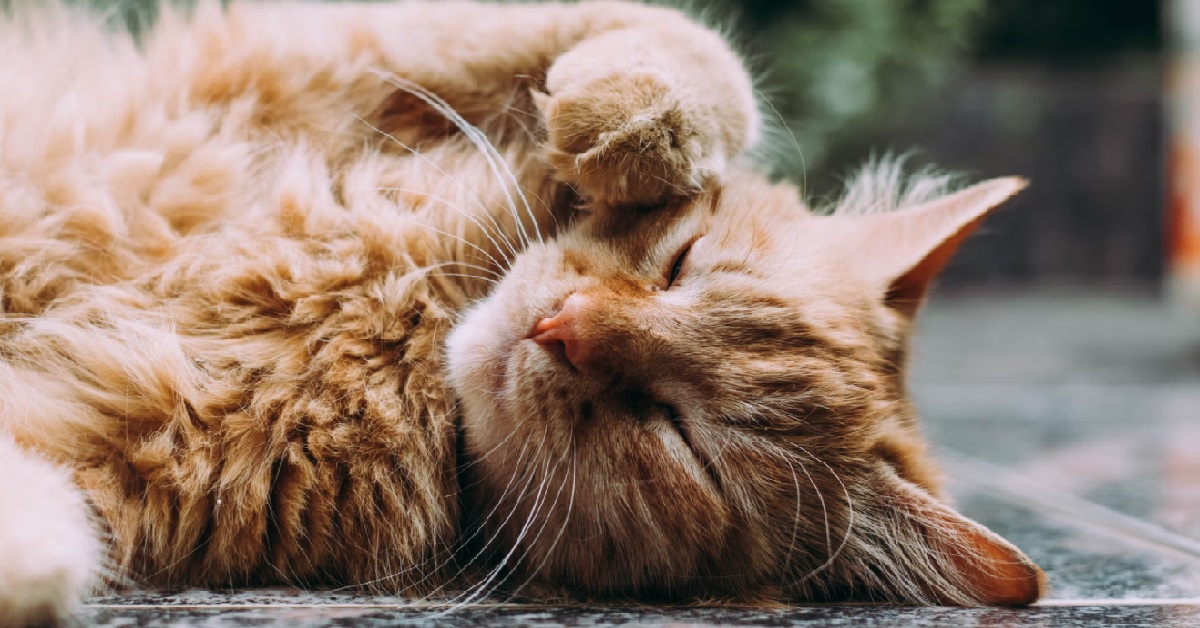 MAN SWITCHED HIS WIFE’S CAT WITH A LOOKALIKE THAT IS MORE BEHAVED