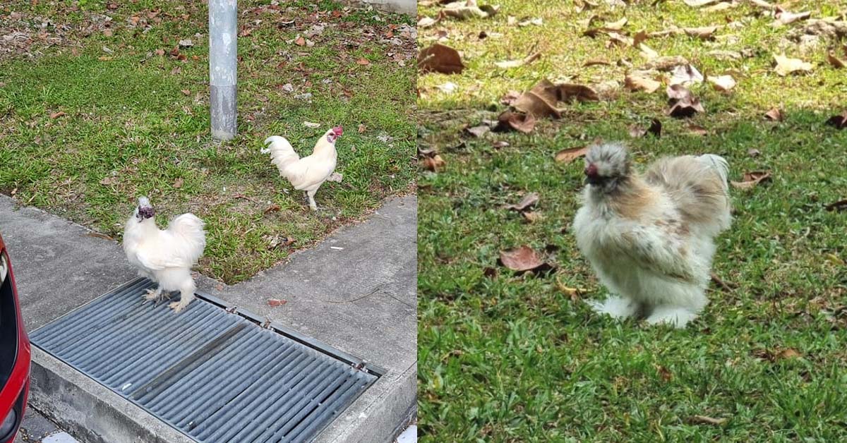 SILKIE CHICKEN SPOTTED AT BEDOK, LOOKS LIKE A FLUFFY PET
