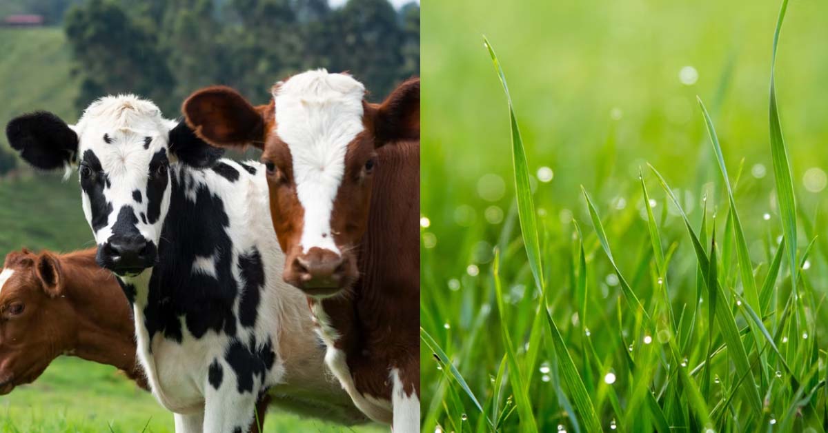 12 YEARS OLDER “OLD COW” LIE TO “YOUNG GRASS” THAT SHE HAS NO SON