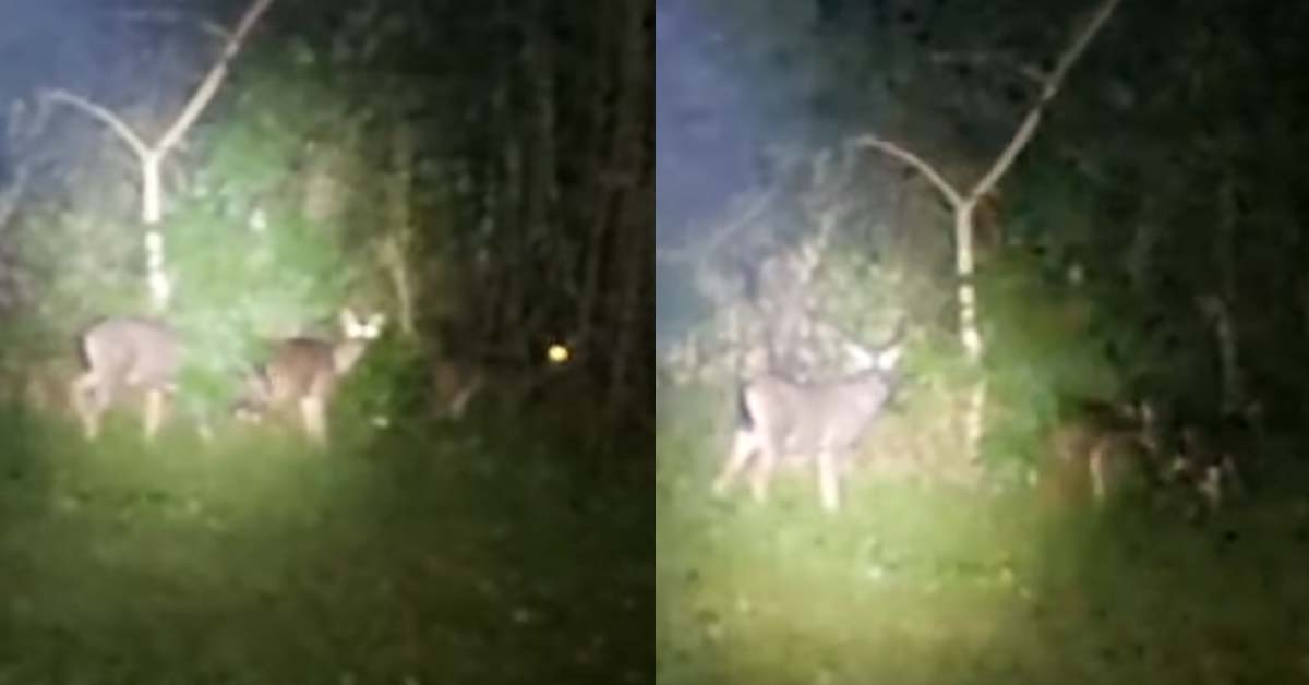 SAMBAR DEERS SPOTTED ALONG MANDAI ROAD