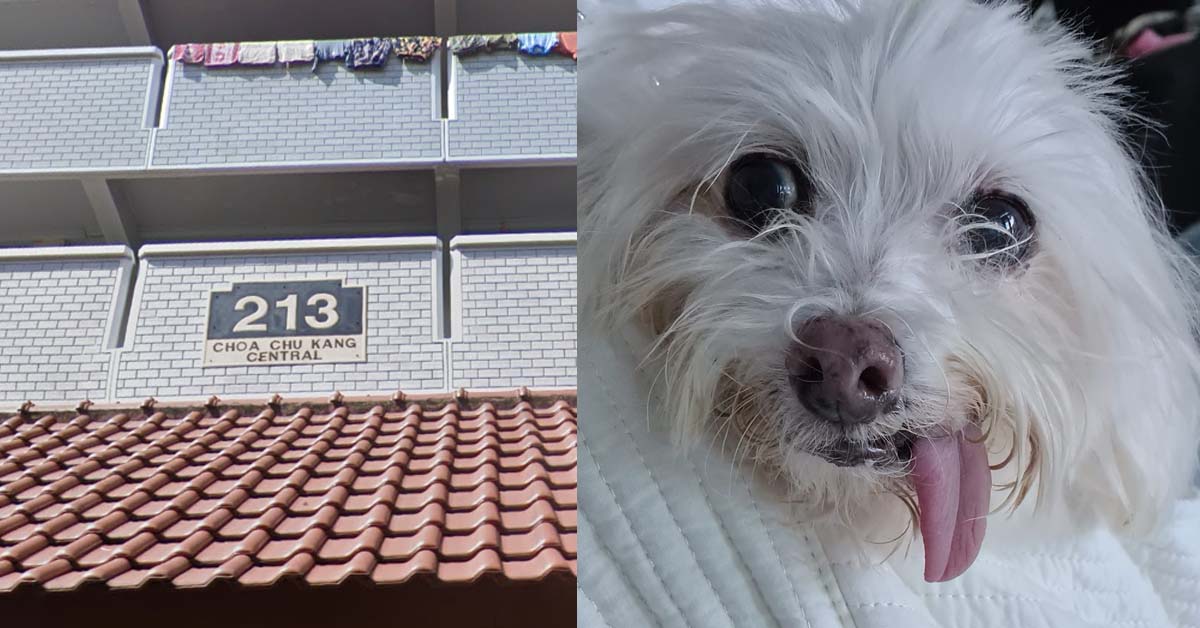 DOG WENT MISSING IN CHOA CHU KANG, OWNER OFFERING $500 REWARD