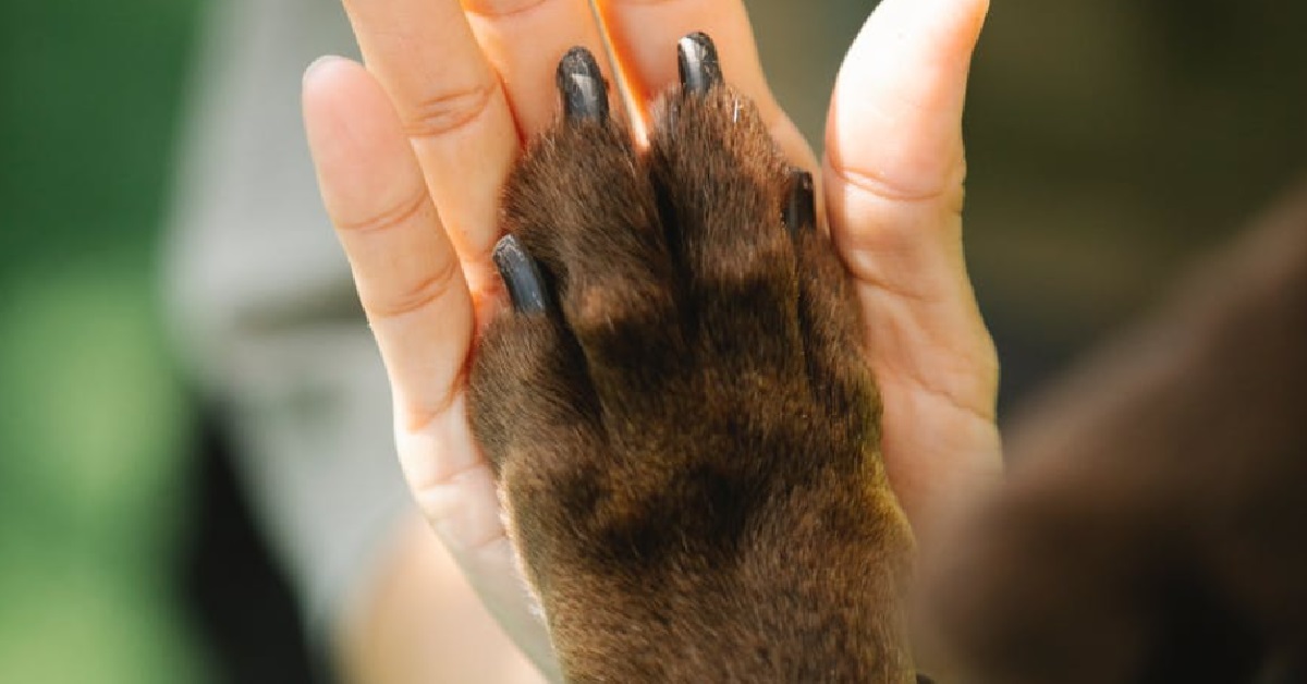 HEARTBROKEN GIRL’S DOG IS DYING AND NOT EVEN HER PARENTS CARE